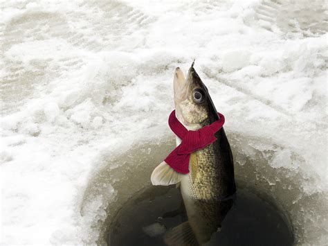 冬季筏釣什麼魚：寒冷水域中的釣魚樂趣與策略探討